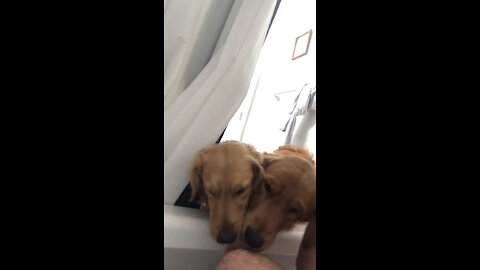 Doggos confuse bath tub with water bowl
