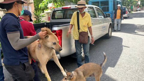 Dog Bite - Pattaya Thailand - City Hall Darts Dog And Takes It Away