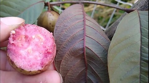 goiabeiras produzindo em vaso goiaba maçã tailandesa paluma feijoa roxa e amarelo