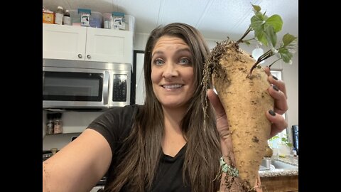 Growing Sweet Potatoes and making slips for transplant using the soil method