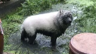 Dog with white fur plays in mud