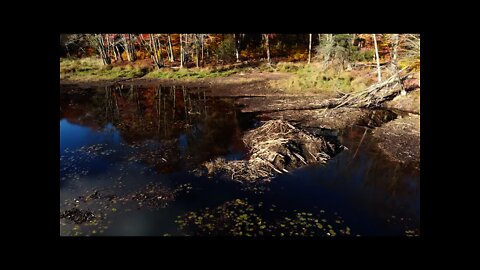 Stunning Views of Marshland! PLUS a BEAVER DAM