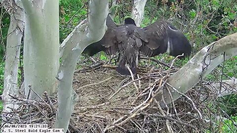 USS Bald Eagle Cam #1 6-8-23 @ 19:21 Hop shows off wing span.