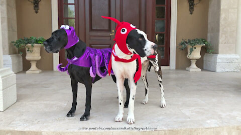 Funny Great Danes Model Lobster And Octopus Halloween Pet Costumes