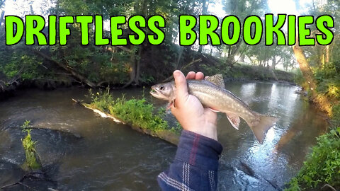 Driftless Brookies