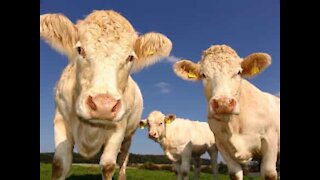 Une jeune femme se donne en spectacle devant des vaches