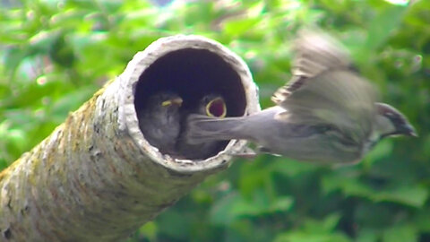 IECV NV #585 - 👀 Mother & Father Feeding The House Sparrow Babies🐥🐥 5-18-2018