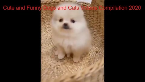 Cute and Funny Dogs and Cats Videos Compilation 2020