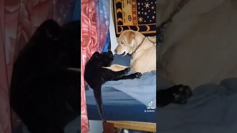 Are we friends? #shorts #animals #dog #cats #friends #cute #pets #attack #blackcat #love