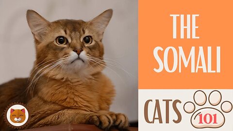 🐱 Cats 101 🐱 SOMALI CAT - Top Cat Facts about the SOMALI