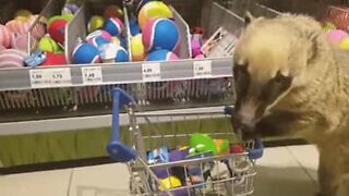 Ce coati est le meilleur partenaire de shopping au monde!