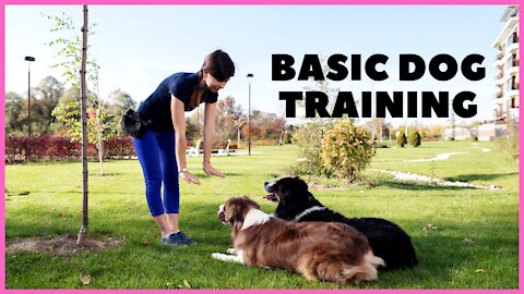 Extremely reactive pitbull & Leash reactive dog training