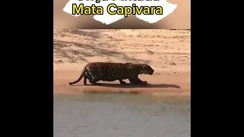 COMO A ONÇA ATACA A CAPIVARA? #shorts