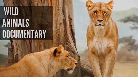 Wild Animals Wildlife Documentary Animals Video No Copyright Royalty Free Stock Footage