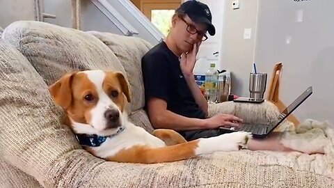 Funniest Dogs and Human Video 2023!