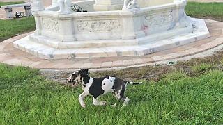 Great Dane puppy isn't sure about dancing sand hill cranes