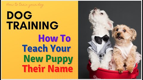 How to teach your new puppy their name