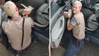 Firefighters help rescue kitten trapped in dashboard