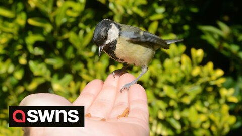 UK man strikes up friendship with robin he has been feeding by hand for three years