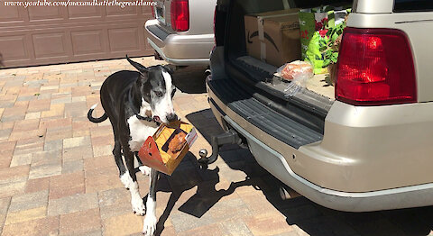Clever Great Dane Delivers A Box Fried Chicken To Her Dog Bed