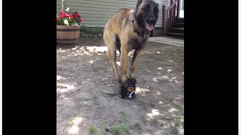 Talented Dog Flawlessly Balances On Small Tin Can