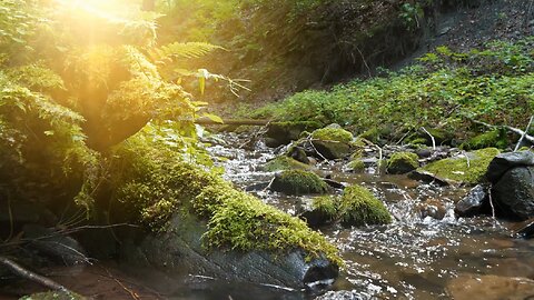 Calming Forest Stream for Sleeping and Meditation