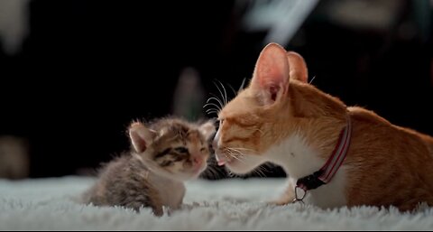 Cute kitten and her mum cleaning