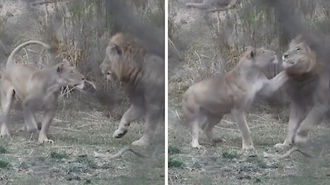 Tender lion footage of Nala & Simba in real life