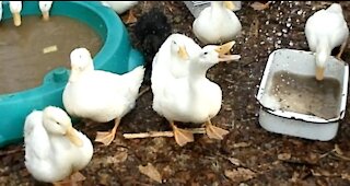 The Ducks Love to Drink Water From a Hose