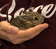 Hungry baby bunny