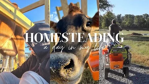 Day in the Life of a Homesteader | Three Little Goats Homestead Vlog