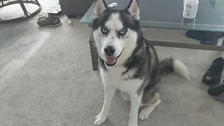 Vocal Husky Engages In Mouthful Conversation With Owner