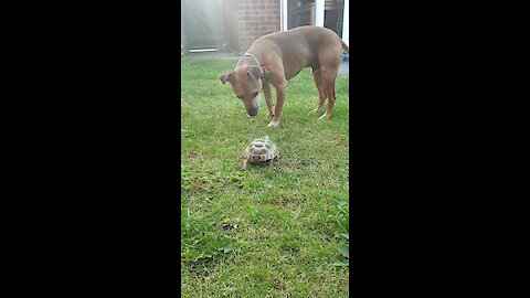 Fearless Turtle Chases Dog Around The Yard