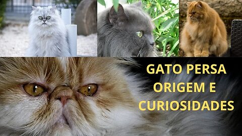 Gato Persa origem e curiosidades