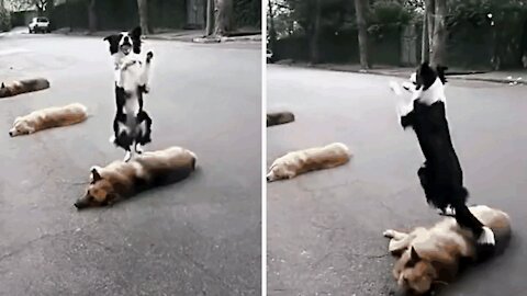 The dog jumps over other dogs