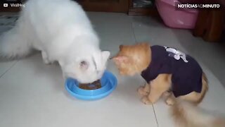 Este gato nunca aprendeu a dividir comida!