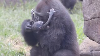 Newborn gorilla getting lots of attention at a New Orleans zoo