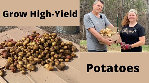 Grow High Yield Potatoes In Straw