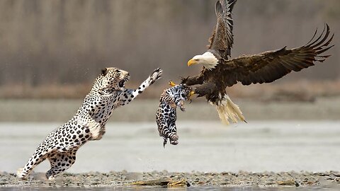 Leopard Risks It All At Extreme Height To Raid Eagle's Nest To Rescue Her Cub But Fail