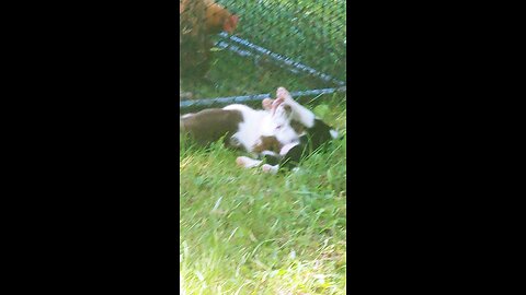 Tiny, 5 month Mini American Shepherd MAS plays with 4 week old border collies