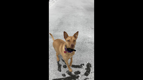 Puppy experiences snow for the first time, has priceless reaction