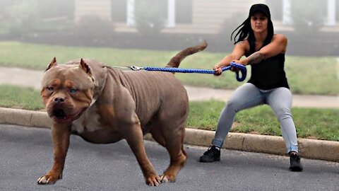 10 Most Powerful Guard Dogs In The World or Should I say Top 10 Bravest Dog Breeds In The World! #10mostpowerfulDogs #10BravestDogs #10mostpowerfulDogs