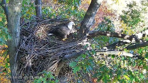 Hays Eagles V Flew into the Nest Moved some Sticks 923am 10.26.23