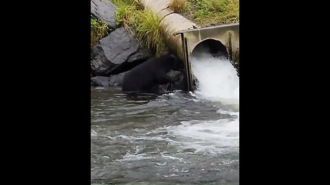 Bear in Alaska short #waterfall #alaska