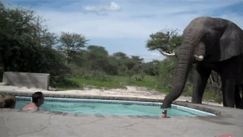 A huge elephant sneaks into a house to drink water from a swimming pool