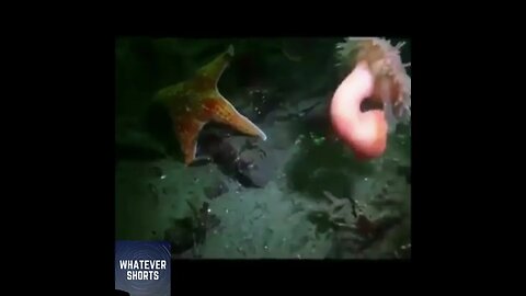 Sea anemone swims away from a starfish #shorts #sea #ocean #animals #unexpected