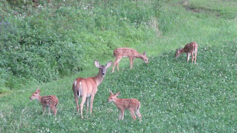 4 deer fawns in the yard!