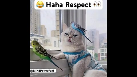 😂Haha respect surprise#shorts #viral #haha #catshorts #catslover #funnyvideo #funny #fun #fypシ #fy