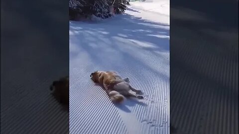 Amazing Dog playing on the snow#shorts