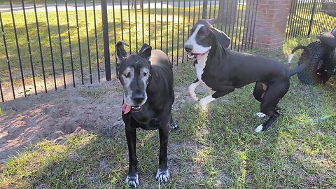 Funny Digging Great Danes Argue Over Who Dug The Hole